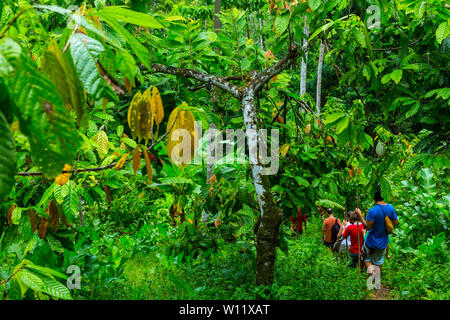 Oreba cacao biologico, Oeste Arriba River, Ngabe gruppo etnico, Bocas del Toro Provincia, Panama, America Centrale, America Foto Stock