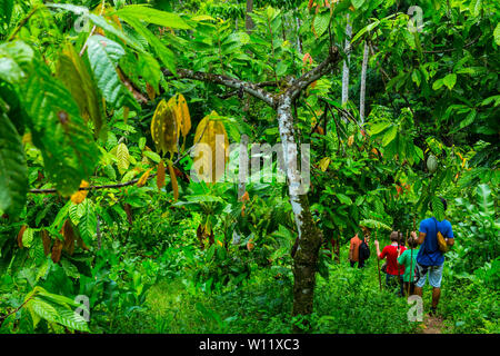 Oreba cacao biologico, Oeste Arriba River, Ngabe gruppo etnico, Bocas del Toro Provincia, Panama, America Centrale, America Foto Stock