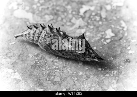 Una singola farfalla pavone, Aglais io, pupa o crisalide fotografato su un sfondo di pietra. La Crisalide è inizialmente verde giallognolo in colur ma Foto Stock