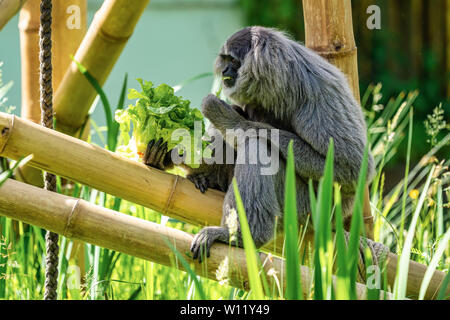 Gibbon argenteo, Hylobates moloch. Il gibbone argenteo si colloca tra le specie più a rischio. Foto Stock