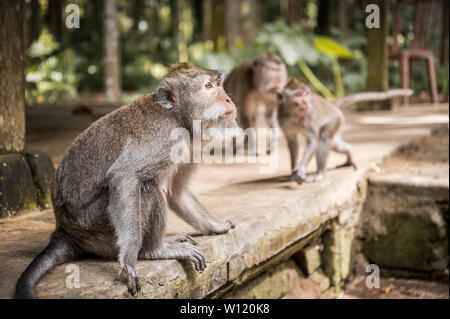 Adorabili e lunga coda Macaque sull isola di Bali in Indonesia Foto Stock