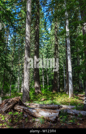 I filtri di luce verso il basso attraverso gli alberi della Willamette National Forest, Oregon, Stati Uniti d'America Foto Stock