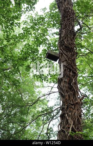 Tronco di albero, corteccia Foto Stock