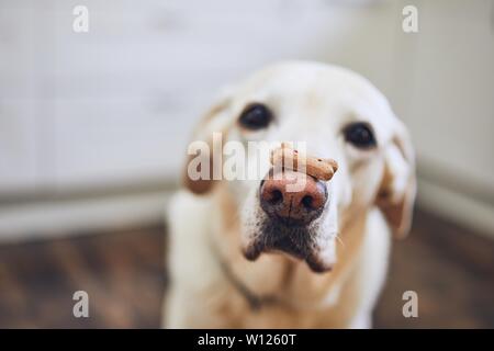 Il Labrador retriever equilibratura di biscotto cane con osso forma sul suo naso. Foto Stock