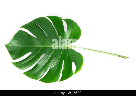 Isolare il verde scuro Monstera grandi foglie, philodendron il fogliame tropicale di crescita della pianta in wild su sfondo bianco con percorso di clipping concetto per appartamento Foto Stock