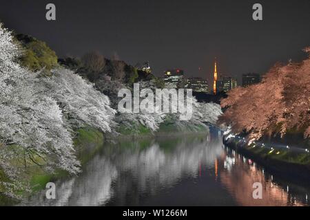 Paesaggio di fiori di ciliegio bianco illuminato a Tokyo, Giappone Foto Stock