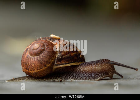 Closeup colpo di lumaca in movimento dopo la pioggia Foto Stock