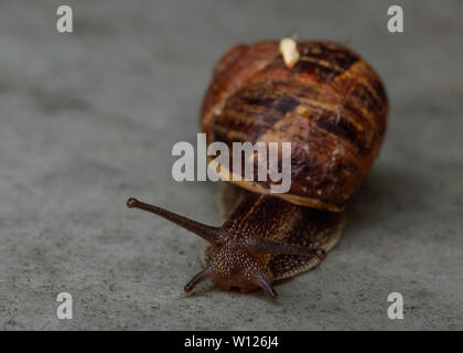 Closeup colpo di lumaca in movimento dopo la pioggia Foto Stock
