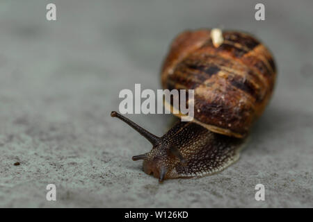 Closeup colpo di lumaca in movimento dopo la pioggia Foto Stock