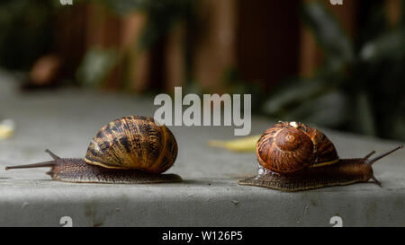 Closeup colpo di lumaca in movimento dopo la pioggia Foto Stock