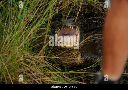 Alligatore in una palude vicino a New Orleans, Louisiana Foto Stock