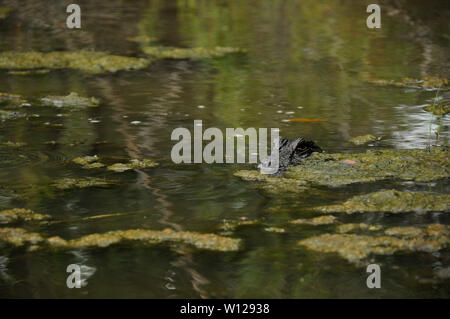 Alligatore in una palude vicino a New Orleans, Louisiana Foto Stock