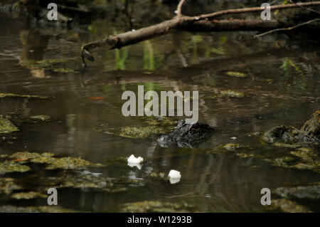 Alligatore in una palude vicino a New Orleans, Louisiana Foto Stock