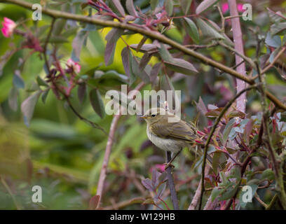 Willow trillo, Phylloscopus trochilus, singolo bambino arroccato nella boccola. Worcestershire, Regno Unito. Foto Stock