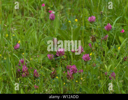Trifoglio rosso Trifolium pratense, crescendo nella prateria, Worcestershire, Regno Unito. Foto Stock