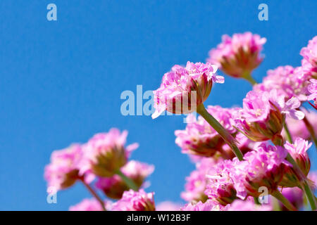 La parsimonia o mare rosa (armeria maritima), in prossimità di un grappolo di fiori contro un cielo blu. Foto Stock
