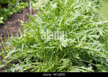 Wild Rocket crescendo in giardino, Highlands, Scozia Foto Stock