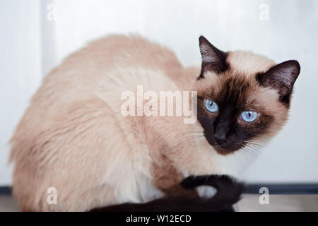 Femmina cioccolato siamese gatto punto seduto su un tavolo in una stanza Foto Stock