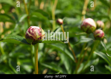 Nero piccolo formiche sul bianco fiore del Crisantemo bud con verde sfondo floreale Foto Stock