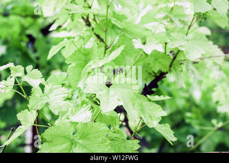 Giovani germogli delle uve con foglie sul vigneto in estate Foto Stock