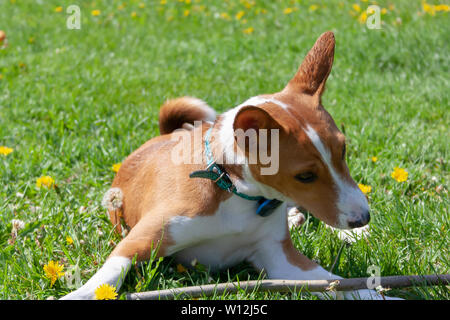 Basenji Congo Terrier cane sta giocando con un bastone. Basenji è una razza di cani da caccia di origine dall'Africa Centrale. Cane sorridente Foto Stock