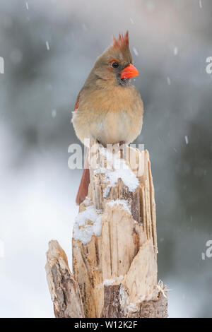 Femmina cardinale settentrionale (Cardinalis cardinalis), Gennaio, Nord America Orientale, da Dominique Braud/Dembinsky Foto Assoc Foto Stock