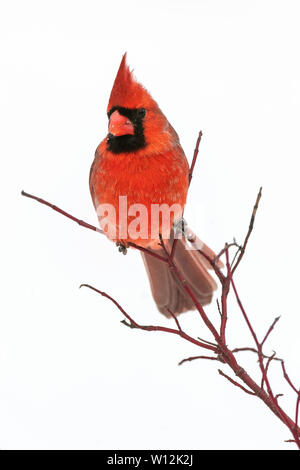 Maschio cardinale settentrionale (Cardinalis cardinalis), inverno, e l'America del Nord, da Dominique Braud/Dembinsky Foto Assoc Foto Stock