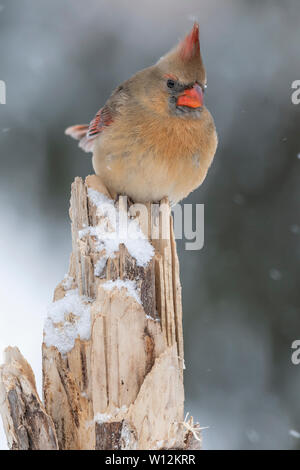 Femmina cardinale settentrionale (Cardinalis cardinalis), Gennaio, Nord America Orientale, da Dominique Braud/Dembinsky Foto Assoc Foto Stock