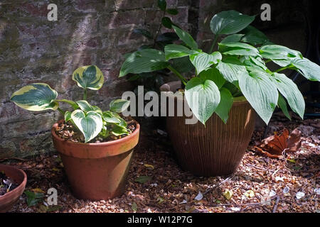 Hosta piante che crescono in una zona ombreggiata Foto Stock