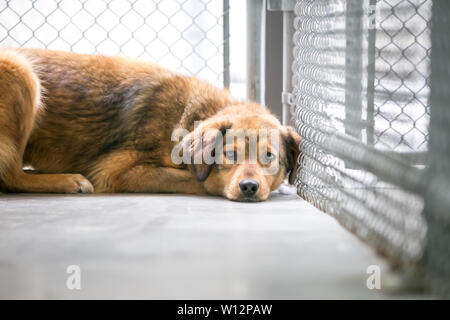 Un senzatetto di razza cane in un ricovero di animali, sdraiato nella sua gabbia con una espressione triste Foto Stock