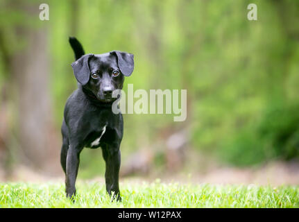 Un piccolo nero Terrier di razza cane all'aperto Foto Stock