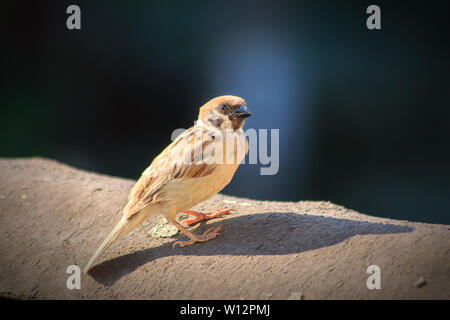 Eurasian tree sparrow su un nero roow. Close-up di un passero con sfondo bokerh. Foto Stock