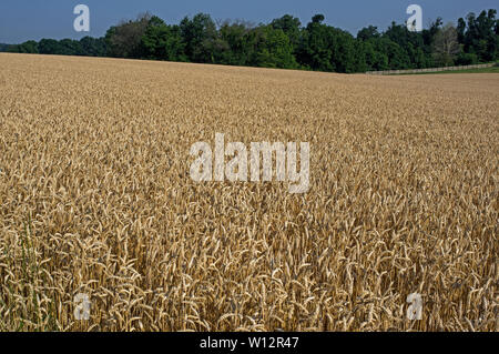 Il grano su una fattoria rurale negli Stati Uniti. È un'erba ampiamente coltivata per il suo seme di un cereale che è nel mondo un alimento di base. Foto Stock