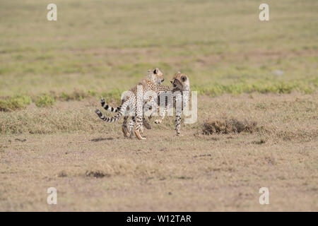 Cheetah fratelli giocando, Serengeti Foto Stock