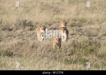 Lion cubs a piedi attraverso il Serengeti Foto Stock