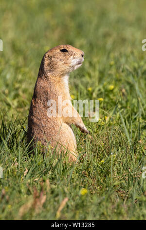 Prairie Dog nel verde erba a molla Foto Stock