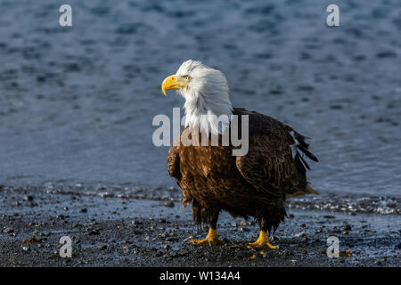 Aquile calve può camminare lungo la riva sabbiosa tubi vicino Homer Spit, Alaska mentre essi foraggio per cibo, riposo e lo sposo loro piume. Foto Stock