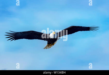 Un aquila calva per cercare cibo e battenti vicino a Homer Spit sulla Penisola di Kenai Alaska n. Foto Stock