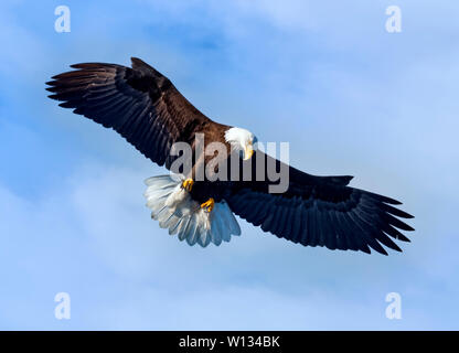 Un aquila calva per cercare cibo e battenti vicino a Homer Spit sulla Penisola di Kenai Alaska n. Foto Stock