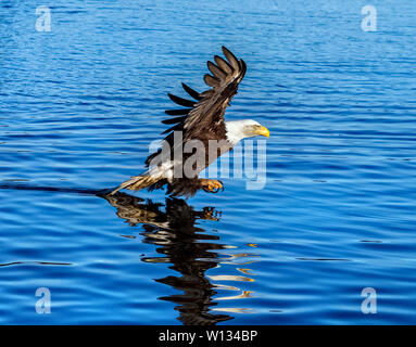 Aquile calve può camminare lungo la riva sabbiosa tubi vicino Homer Spit, Alaska mentre essi foraggio per cibo, riposo e lo sposo loro piume. Foto Stock