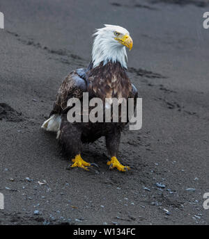 Aquile calve può camminare lungo le rive sabbiose nella Kachemak Bay, Alaska alla trincia, il riposo e lo sposo loro piume. Essi sono di colore giallo brillante rostri e piedi. Foto Stock