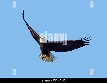 Un aquila calva per cercare cibo e battenti vicino a Homer Spit sulla Penisola di Kenai Alaska n. Foto Stock