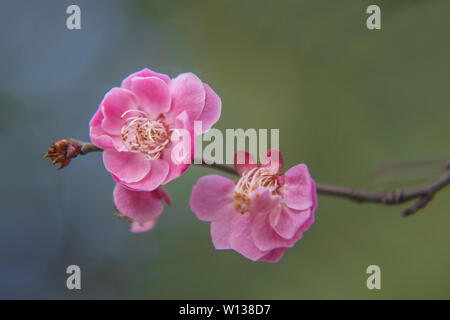 La primavera è unica. Foto Stock