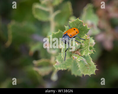 Lachnaia sexpunctata. Beetle sei punti nel loro ambiente naturale. Foto Stock