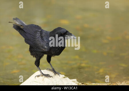 Raven comune - Corvus corax - simbolo nella mitologia Foto Stock