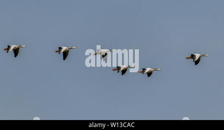 Gruppo di anser-headed goose (Anser indicus) volare Foto Stock