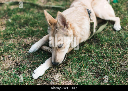 Il beige bello cane, Husky nibbles un bastone Foto Stock