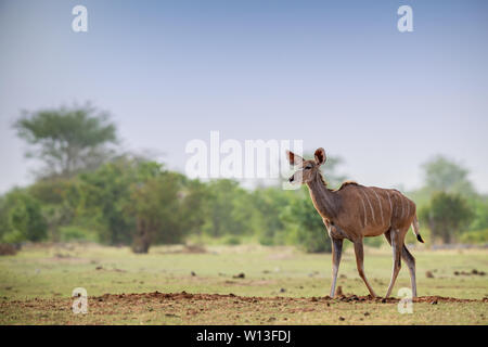 Maggiore Kudu - Tragelaphus strepsiceros, grandi striped antelope da savane africane, il Parco Nazionale di Etosha, Namibia Foto Stock