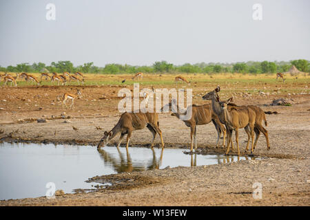 Maggiore Kudu - Tragelaphus strepsiceros, grandi striped antelope da savane africane, il Parco Nazionale di Etosha, Namibia Foto Stock