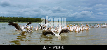 White pelican, Lago Ziway, Oromía, Etiopia, Africa Foto Stock